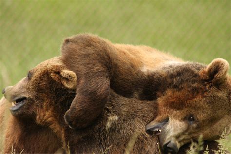 Playful Bears Rob Annis Flickr