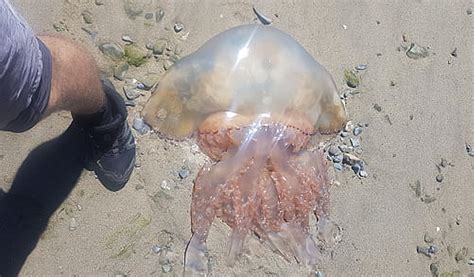 Warning After Toxic Jellyfish Are Spotted Mourne Observer