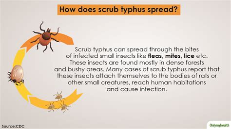 India On Alert As Scrub Typhus Claims 14 Lives Heres Everything You