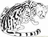 Cheetah Coloring Pages King Leopard Baby Snow Drawing Color Drawings Easy Print Realistic Printable Cheetahs Coloringpages101 Kids Animals Getcolorings Getdrawings sketch template
