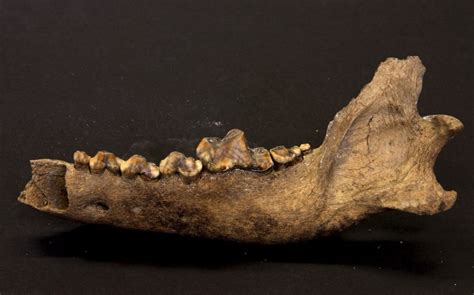Wolf Fossil Suggests Dogs Were Tamed Longer Ago Than We Thought
