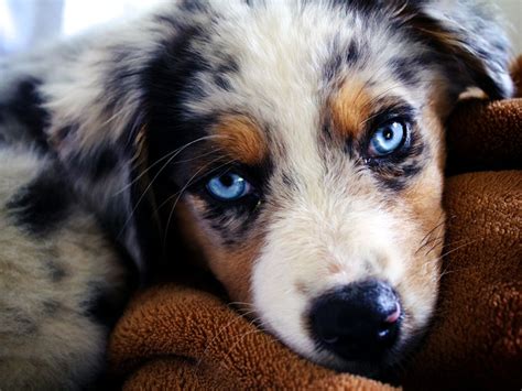 Search for dogs closest to your area by changing the search location Miniature Australian Shepherd Puppies Picture Oklahoma - Dog Breeders Guide