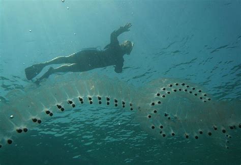 Strange ‘scaly Sea Creature Found Off New Zealand Coast Not So