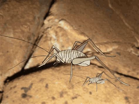 Bug Cricket  Bug Cricket Cave Discover And Share S