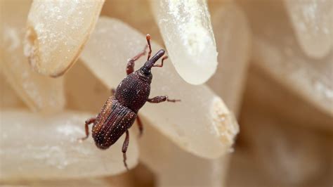 How To Get Rid Of Weevils Tips To Purge These Pantry Pests