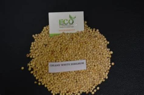 Eco Export White Sorghum Grains And Good Quality Seeds 12 Max At Rs