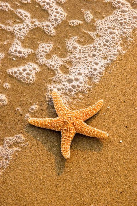 Starfish On The Beach By Utah Images Starfish On The Beach Starfish Beach Wallpaper