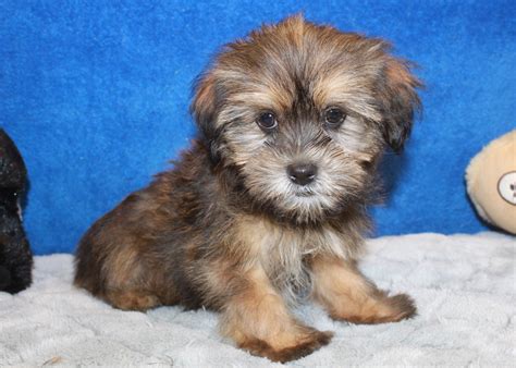 Shorkie Puppies For Sale Long Island Puppies