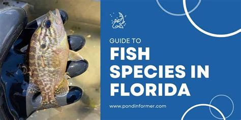 Freshwater Fish Species In Florida 2023 Id Pics Pond Informer
