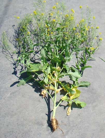 Mustards Plant Genera Brassica Sinapis