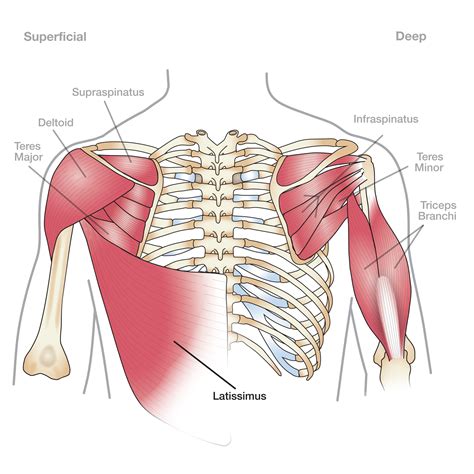 Diagram Of The Shoulder Shoulder Muscle Anatomy