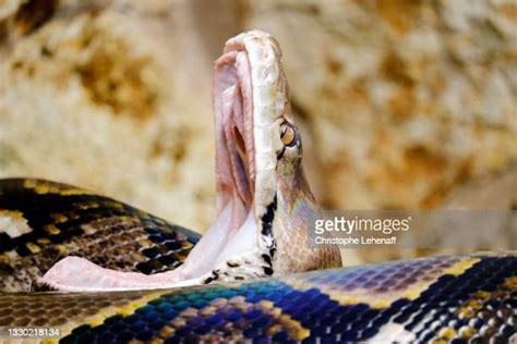 Python Mouth Photos And Premium High Res Pictures Getty Images