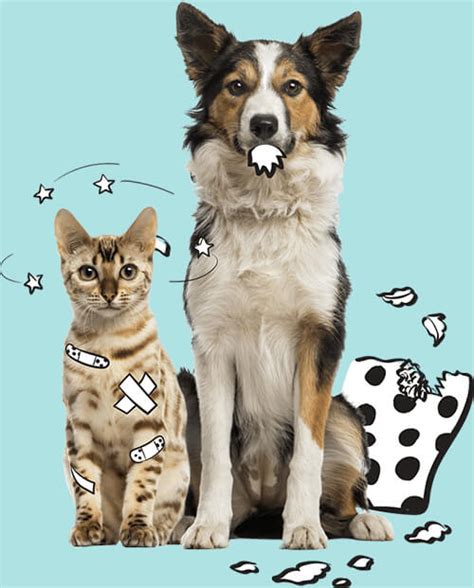 Free Pet Insurance Quote: Dogs & Cats | SPOT Pet Insurance