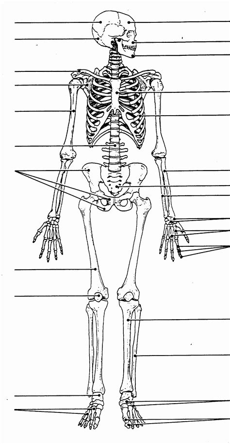 Printable Human Skeleton To Label