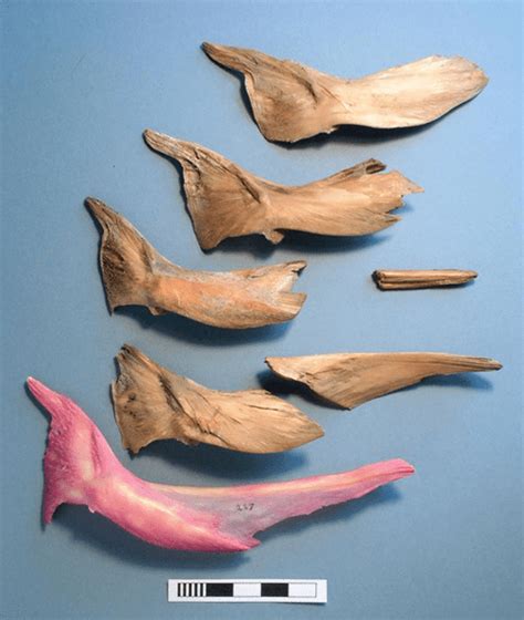 Cod Bones Found In Henry Viiis Ship