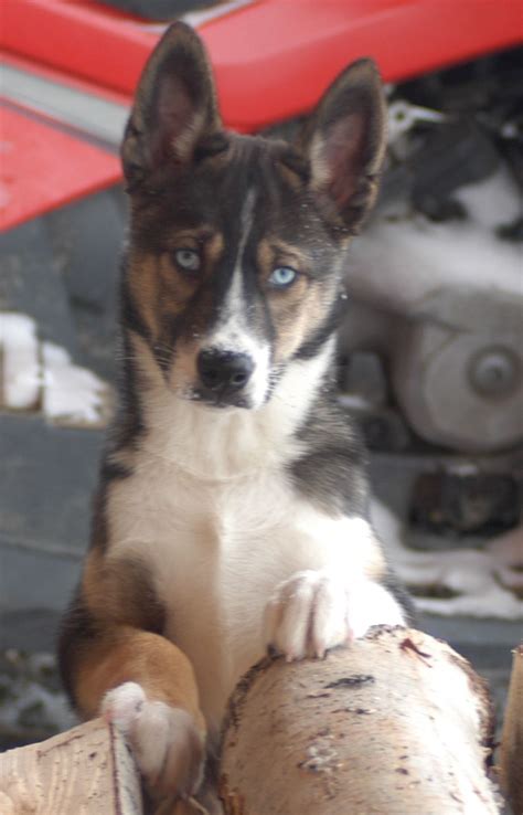 Norwegian forest kitten for sale. Seppala Siberian Sleddog Puppy Dog | Dog breeds list, Dogs ...
