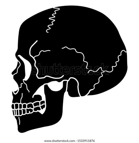 Isolated Vector Illustration Human Skull Profile เวกเตอร์สต็อก ปลอด