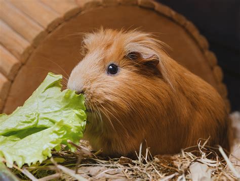 While leafy greens are an essential part of any guinea pig diet, steer clear of iceberg lettuce. What foods do guinea pigs eat? | Supreme Petfoods