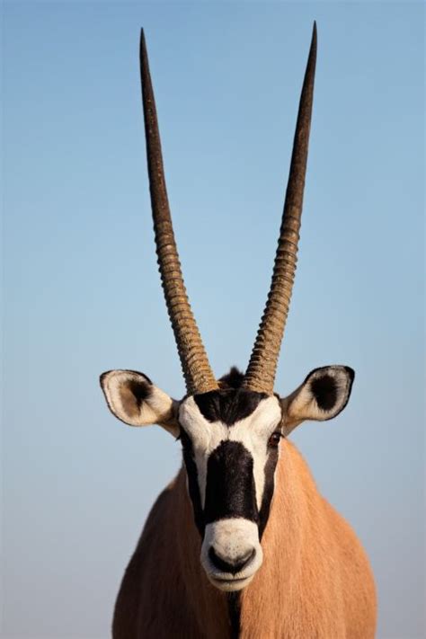 South African Animals With Horns