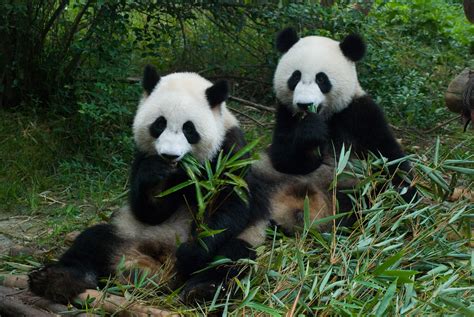 Panda Panda Hd Wallpapers Panda Pictures Beautiful Panda