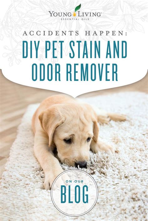 Pour some vinegar on the baking soda and let it fizz for a few seconds before blotting the liquid with a fresh rag. DIY Pet Stain & Odor Remover | Pet stains, Odor remover ...