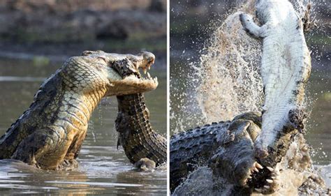 Crocodile On Hind Legs Crocodile