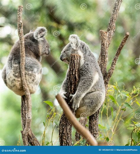 Koala Bear Or Phascolarctos Cinereus Sitting On Tree Branch Stock