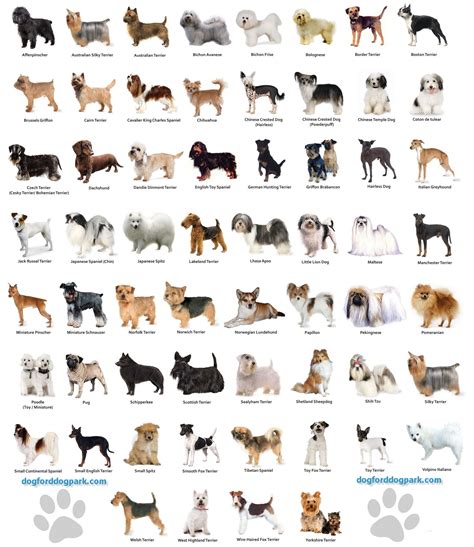 All Dog Breeds With Names And Pictures Images
