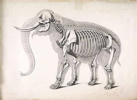 55 Vintage Illustrations Of Comparative Osteology Animal Etsy
