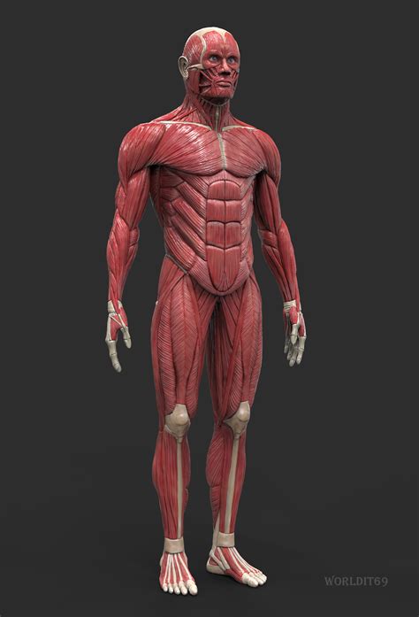 The visceral layer of the serous membrane forms the epicardium. The Anatomy Of Man