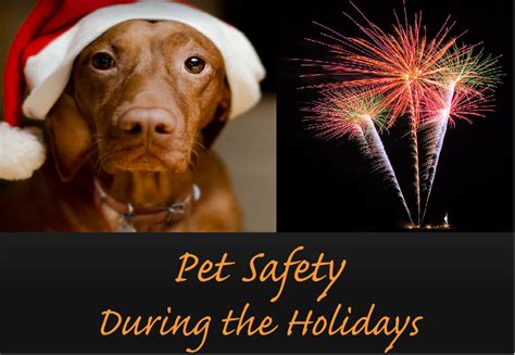 Keeping Pets Safe During The Holidays Victor Valley News Group
