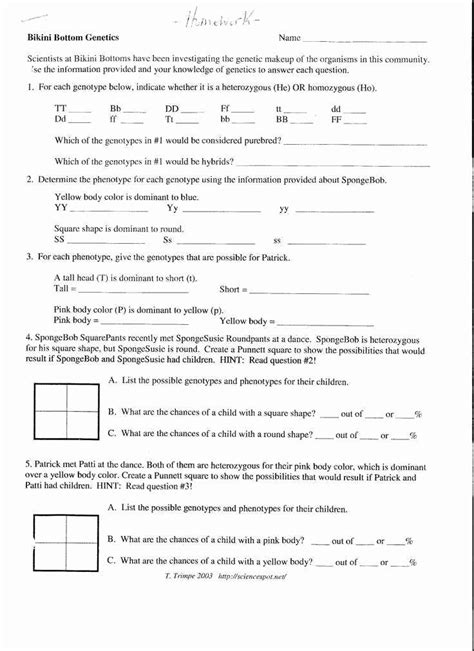 Genotypes And Phenotypes Worksheet Answers