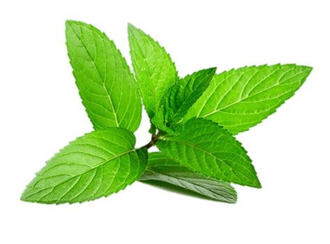 Peppermint Plant Fundo Png Imagem Png Play