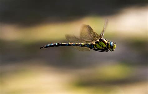 Dragonfly In Flight By Greg Vivash Photocrowd Photo Competitions