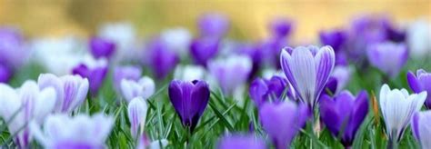 Flowers Purple Crocus 3 Facebook Cover Timeline Banner For Fb Process