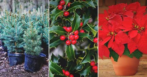 The Best Christmas Plants For Celebrating The Holidays