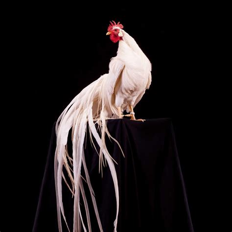 Onagadori Hühner - Die Hühner mit den längsten Schwanzfedern