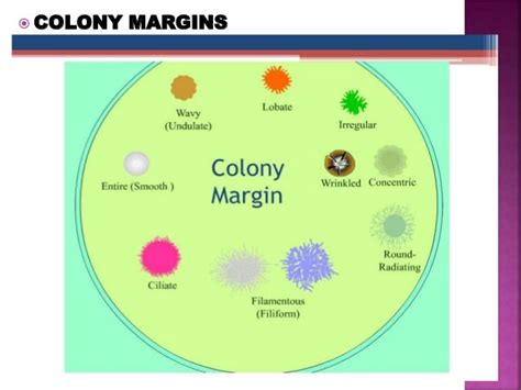 Colony Morphology And Characteristics Of Cultures