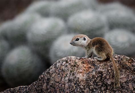 Sonoran Squirrels Images Arizona