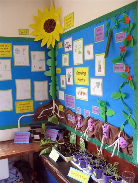 Growing Plants Primary Teaching Displays Classroom Displays
