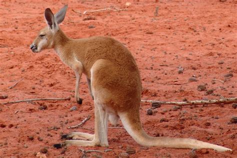 More activities, lesson plans, and worksheets. Red Kangaroo Facts For Kids & Adults: Pictures ...