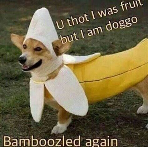 Get Heckin Bamboozled 9gag