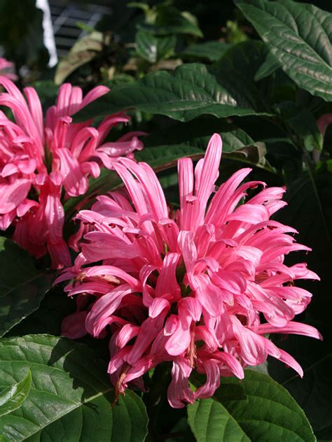 Pink Brazilian Plume Flamingo Flower Plant Jacobinia Urban Perennials