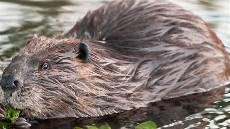 Provider Of Fur Food And Floods The Beaver Is A Canadian Symbol