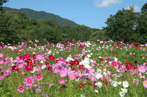 As of june 1, 2019, the city had an estimated population of 1,199,391. 園長のおすすめ（コスモス センセーション） | 広島市植物公園 ...