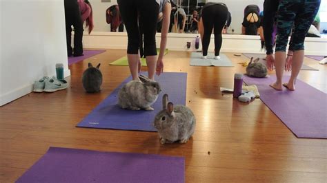 Bunny Yoga—its A Thing Bunny Yoga Hiit Workout Yoga Living