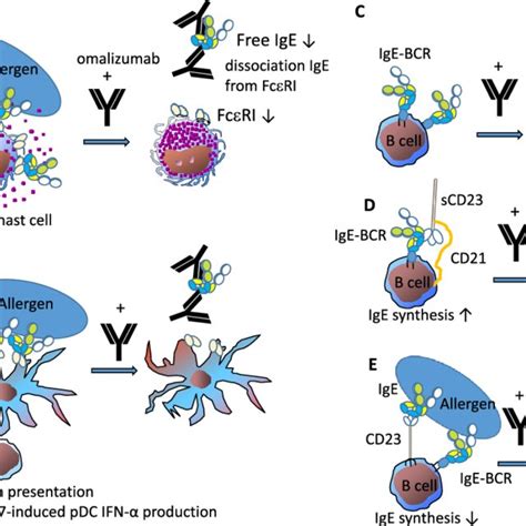 Mechanisms Of Inhibitory Effect Of Omalizumab On Allergic Inflammation