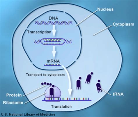 Genetic Degeneracy Goes The Way Of Junk Dna Answers In Genesis