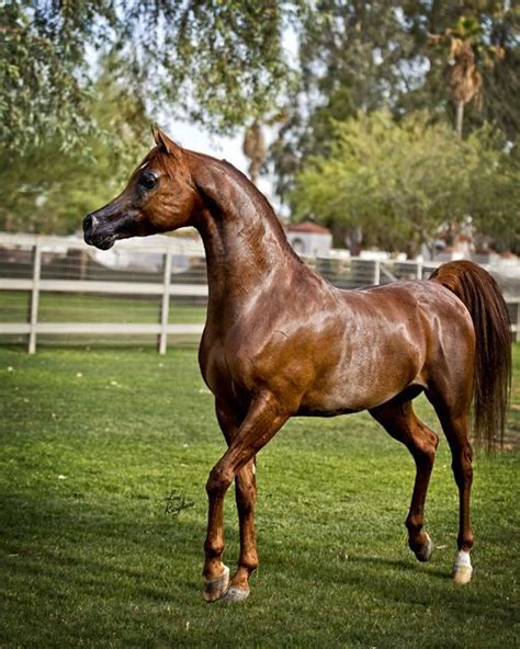 Arabian Horse Breed Information And Pictures Horses Arabian
