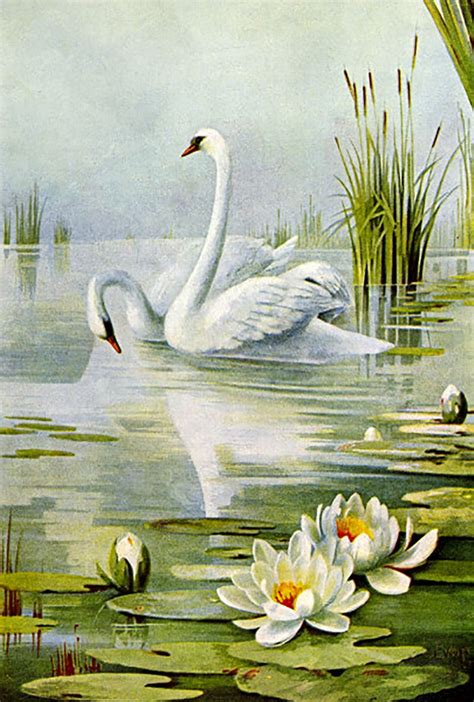 Swans And Water Lilies Çizim Eğitimleri Nilüferler Resim Sanatı